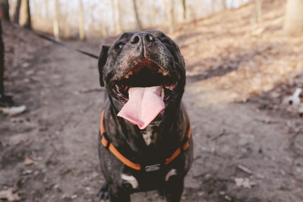 Canine Dental Care 1