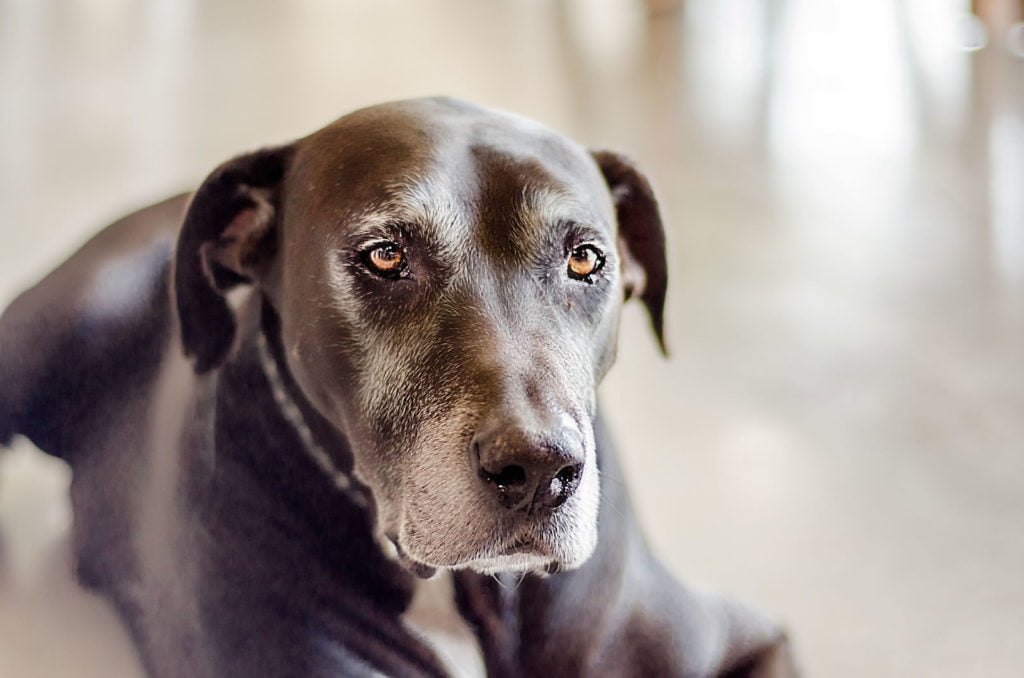 Taking Care of Your Elderly Dog - Southern Ocean Animal Hospital