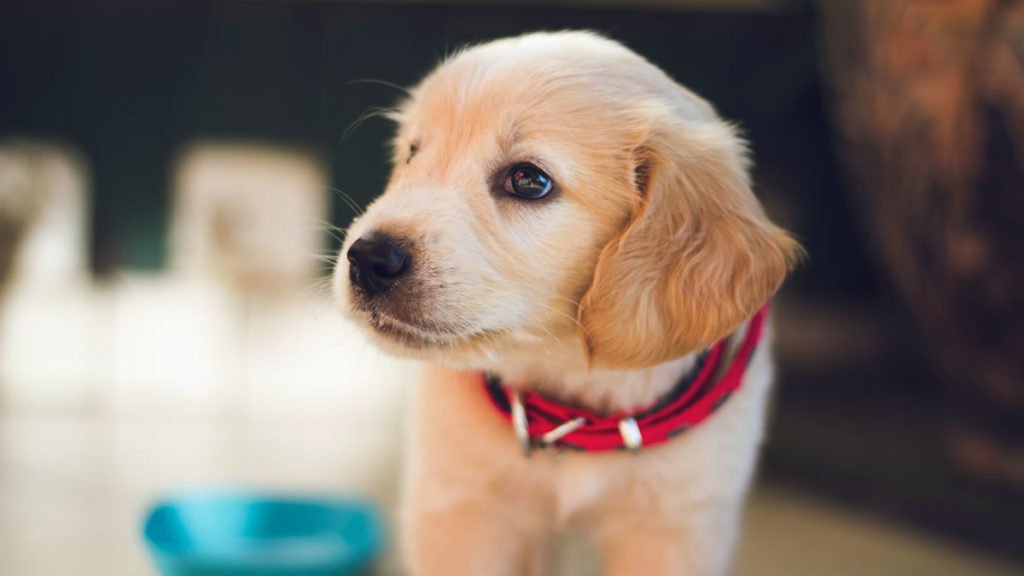 Tips For New Puppy Parents 1