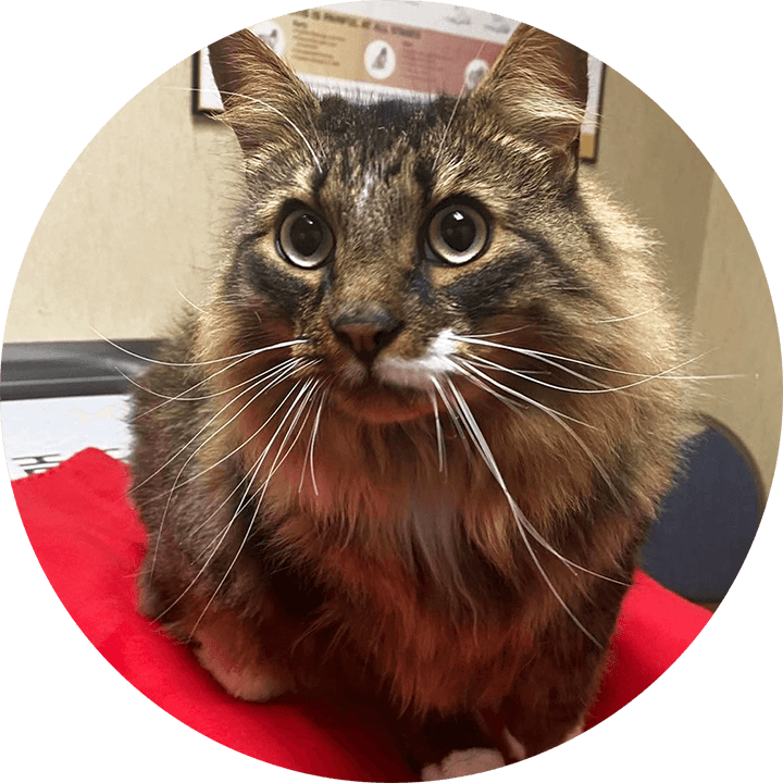 Microchipping