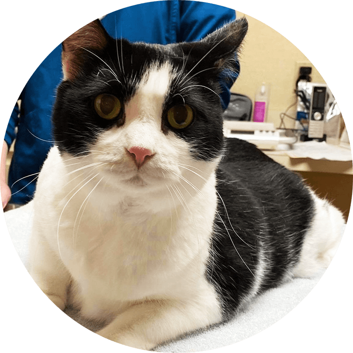 Bacterial Cultures for Ears & Skin