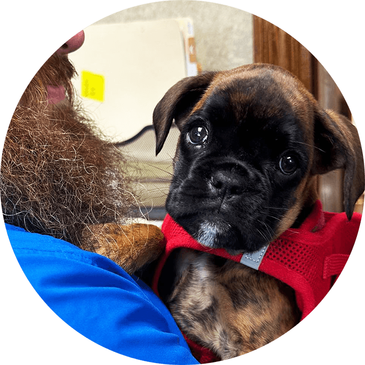 Veterinary Internal Medicine