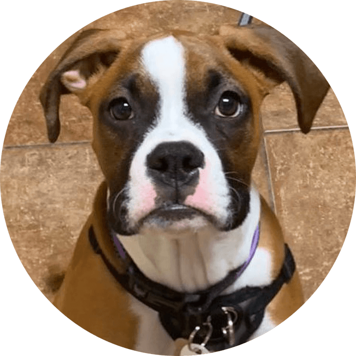 Internal & External Examination of the Eye