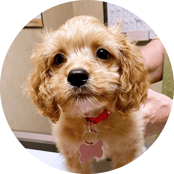 Measurement of Eye Pressure