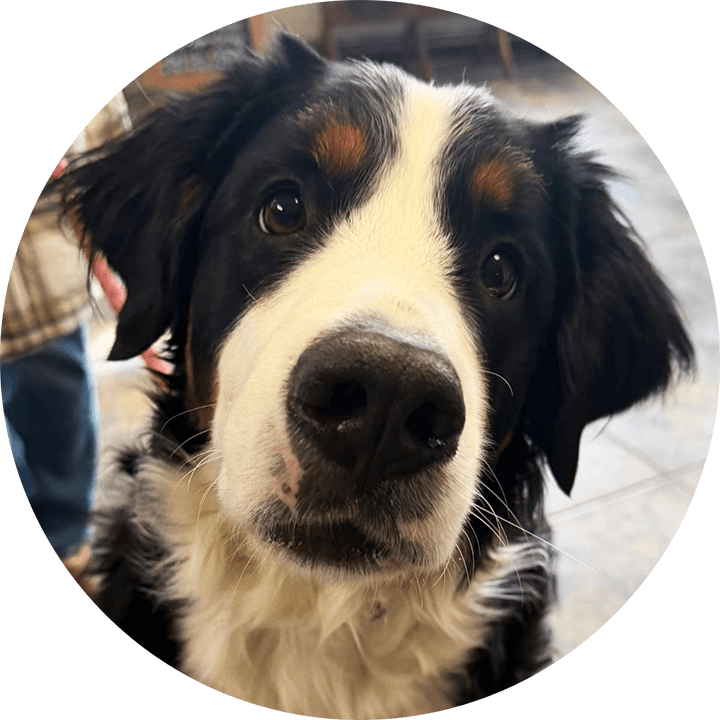 Artificial Insemination