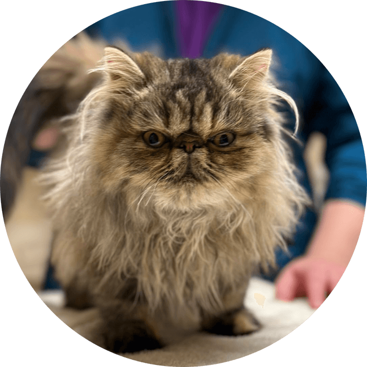 In-House Progesterone Testing