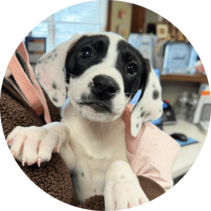 Veterinary Diagnostic Services