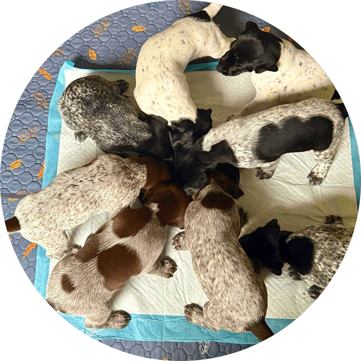 Veterinary Reproductive Services SOAH