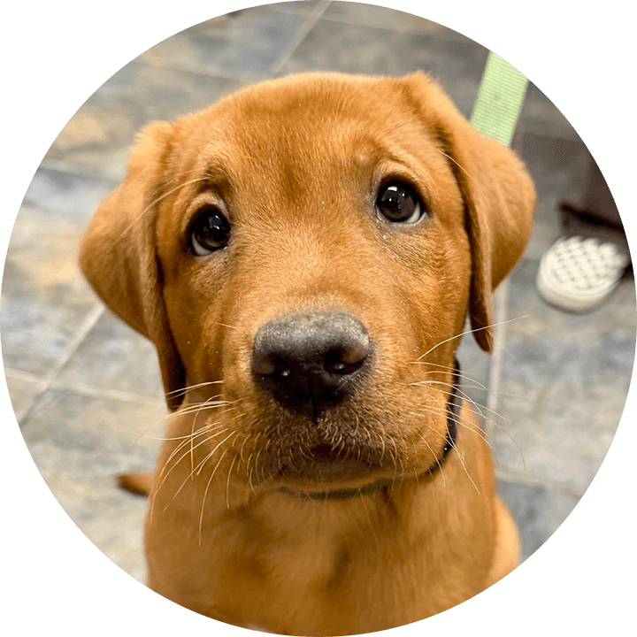 Cytology in Dogs, Cats, and Other Pets